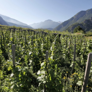 Vignes de Maurienne - Jean-Marc Blache