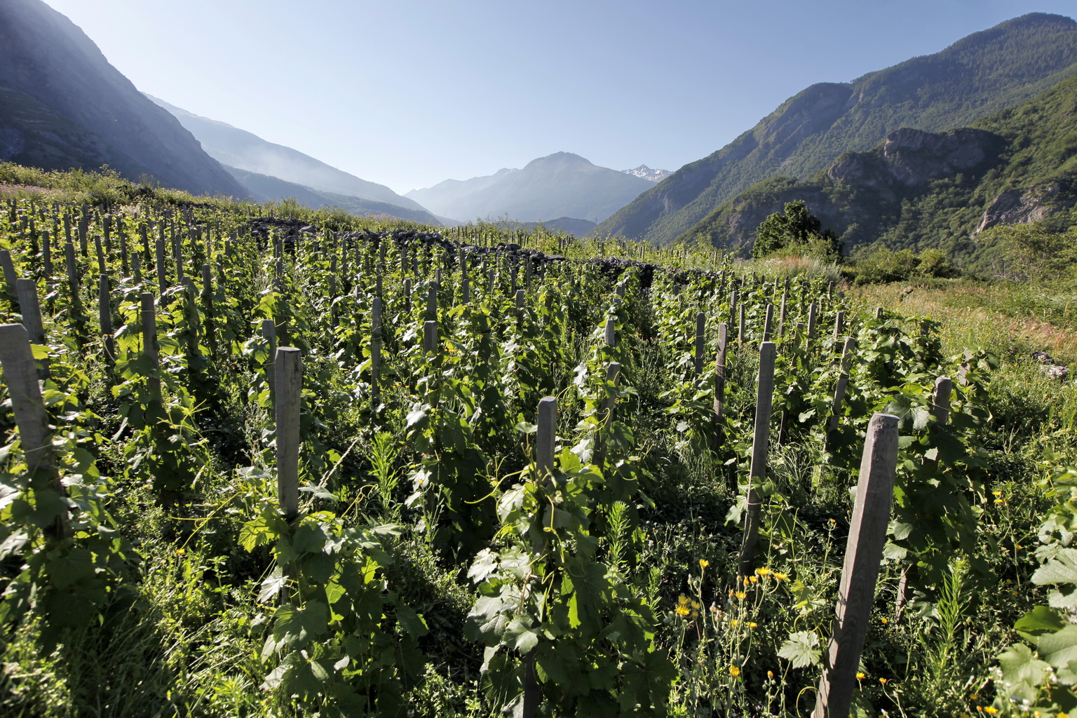 Vignes de Maurienne - Jean-Marc Blache